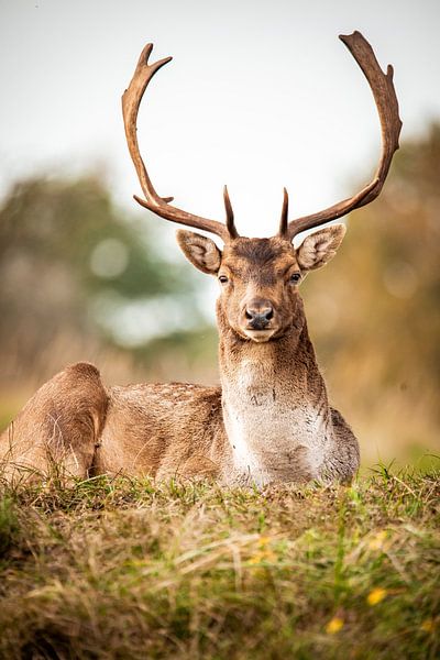 Fallow deer in nature by Design Wall Arts