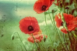 Poppies on the shell path