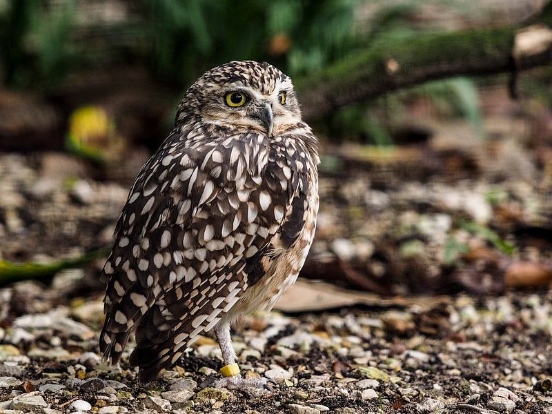 Burrowing Owl by Loek Lobel