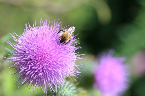 Distel met insect.