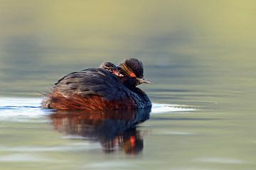 Black-necked Grebe / Eared Grebe ( Podiceps nigricollis ), carrying its chick, gathering a hatchling van wunderbare Erde