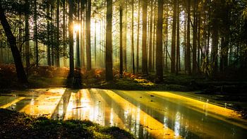Erholung auf der Veluwe