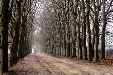 Prachtige pad met bomen