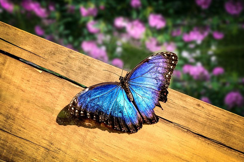 Blauwe Morpho Vlinder op een houten plank van Tim Abeln