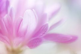 Pastel Petals. by LHJB Photography