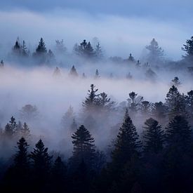 Dark Forest in Blue-grey Mist by Sam Mannaerts