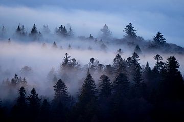 Dark Forest in Blue-grey Mist