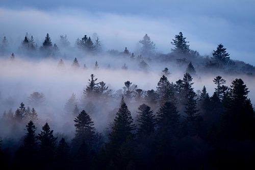 Dunkler Wald in blau-grauem Nebel von Sam Mannaerts