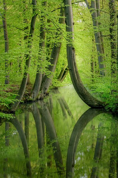 Curved trees by Mario Visser