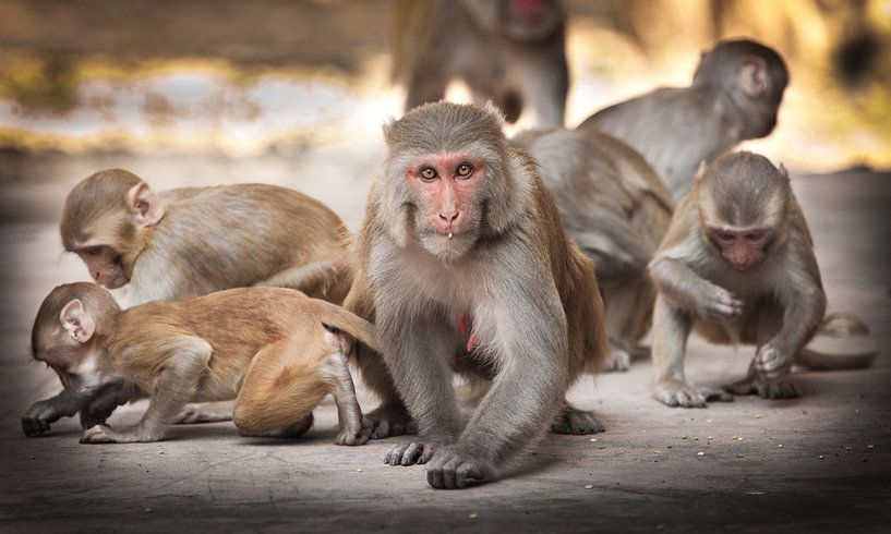 A sly macaque and a gang of her children by Michael Semenov
