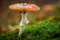Herfstkleuren
