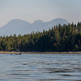 Groep orca's in de zee bij Campbell river, in de Canadese natuur van Anneloes van Acht