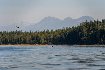 Eine Gruppe von Orcas im Meer in der Nähe von Campbell River, in der kanadischen Tierwelt