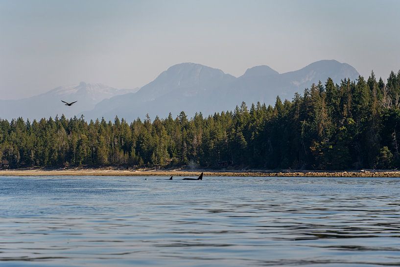 Eine Gruppe von Orcas im Meer in der Nähe von Campbell River, in der kanadischen Tierwelt von Anneloes van Acht