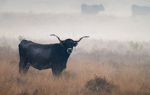 Planken Wambuis part 94