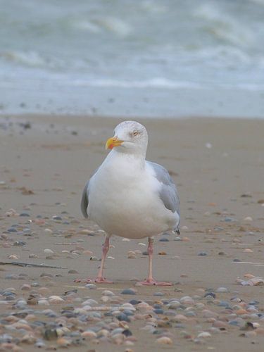 Pittige meeuw 