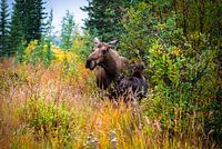 Alaskan Moments – A Moose and Her Young