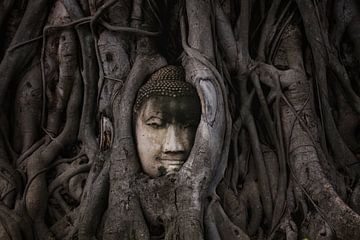 Buddha by Lars Korzelius