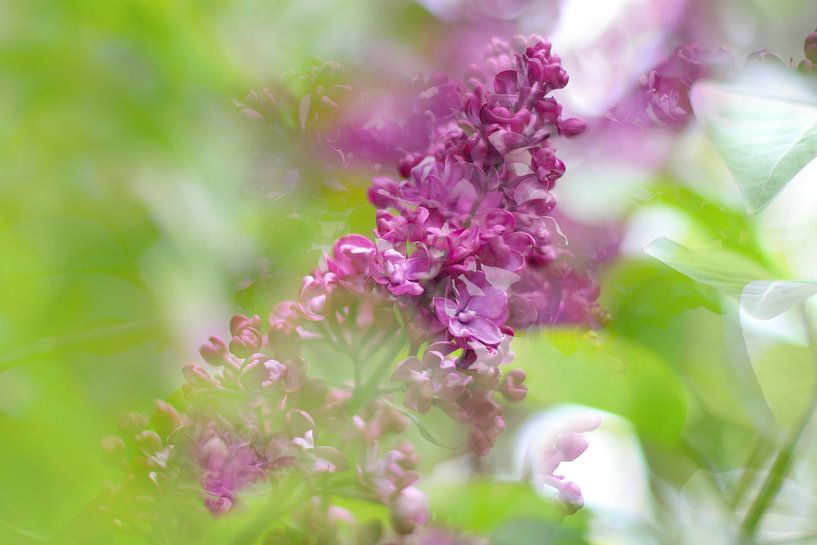 Spring lilac flowers by Marianna Pobedimova