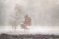 2 trees in the fog near the decking path in a forest near Breda by Jos Pannekoek thumbnail