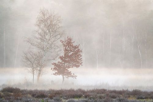 2 Bäume im Nebel in der Nähe des Decksweges im Mastbos in Breda von Jos Pannekoek