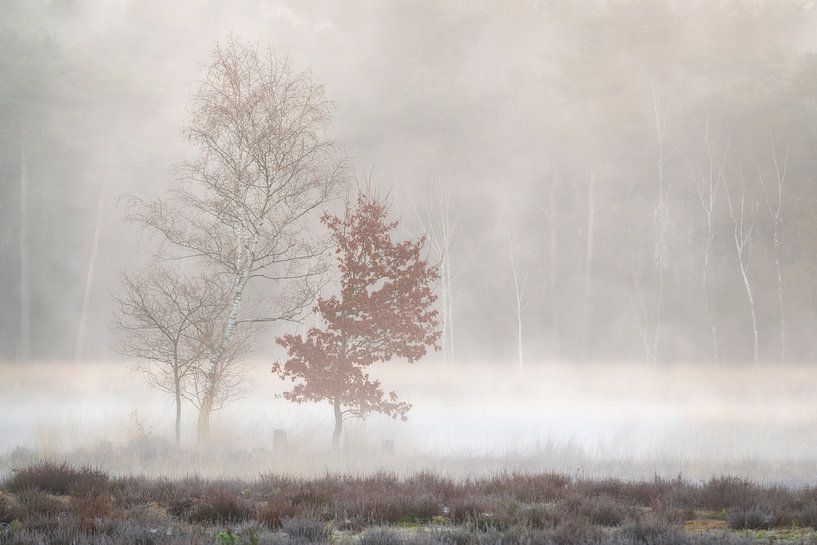 2 trees in the fog near the decking path in a forest near Breda by Jos Pannekoek