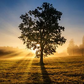 Mystieke van Einhorn Fotografie