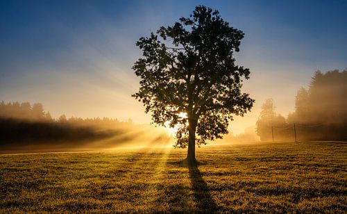 Mystieke van Einhorn Fotografie