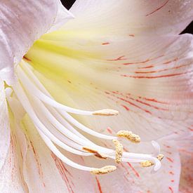 Nahaufnahme eines Amaryllis-Herzens von Willy Sengers
