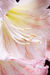 Nahaufnahme eines Amaryllis-Herzens