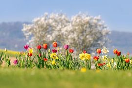 Flowering spring blooms by Katho Menden