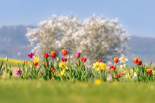 Bloeiende lentebloemen