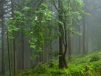 Mystischer Baum im Zauberwald
