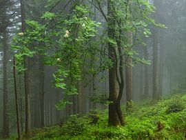 Mystischer Baum im Zauberwald von Anselm Ziegler Photography