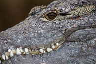 Closeup van oog van krokodil met grote witte tanden. van Joost Adriaanse thumbnail