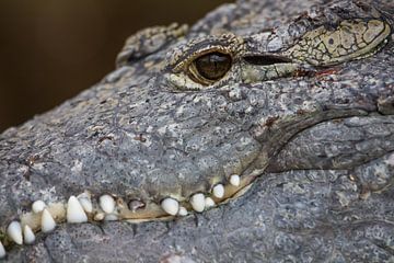 Closeup van oog van krokodil met grote witte tanden.
