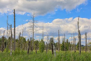 Ried avec bois mort dans le Wurzacher Ried - district de Ravensburg sur BlattArt - Christine Horn