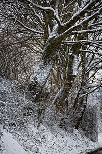 Eichenbäume im Schnee
