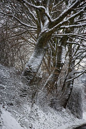 Eichenbäume im Schnee