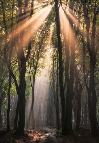Spectacle de lumière