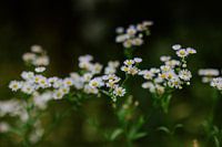Camomille