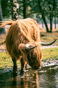 Schottische Hochlandrinder trinken aus einer Pfütze in einem Naturreservat von Sjoerd van der Wal Fotografie