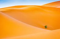 Abstractie in de woestijn van Sam Mannaerts thumbnail