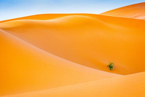 L'abstraction dans le désert