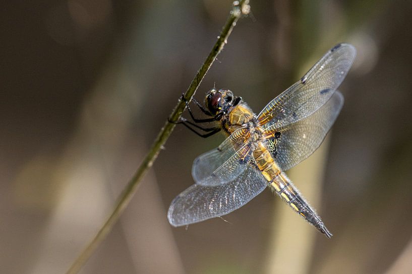 Golden Libelle in Closeup by Brian Morgan
