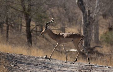 Impala in Zuid-Afrika van Eveline van Beusichem