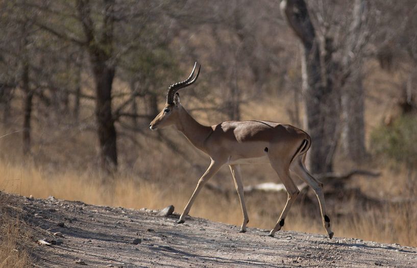 Impala in Südafrika von Eveline van Beusichem
