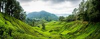 Theeplantage Cameron Highlands - Maleisië van Ellis Peeters thumbnail