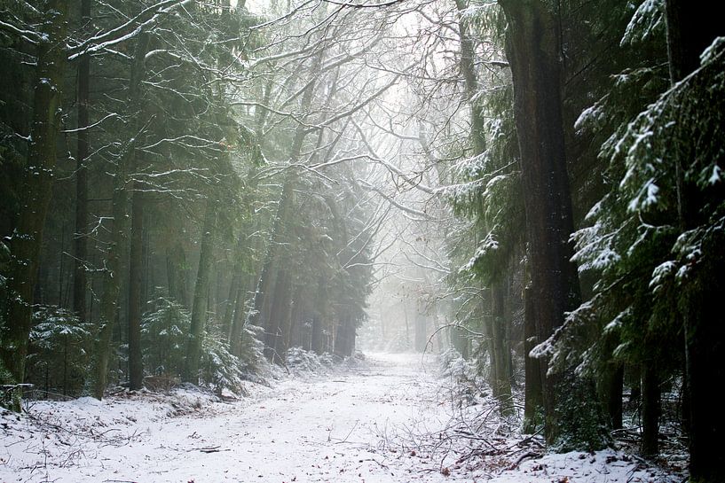 Forest road in winter by Karijn | Fine art Natuur en Reis Fotografie
