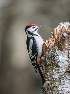 Waldvögel Teil 3